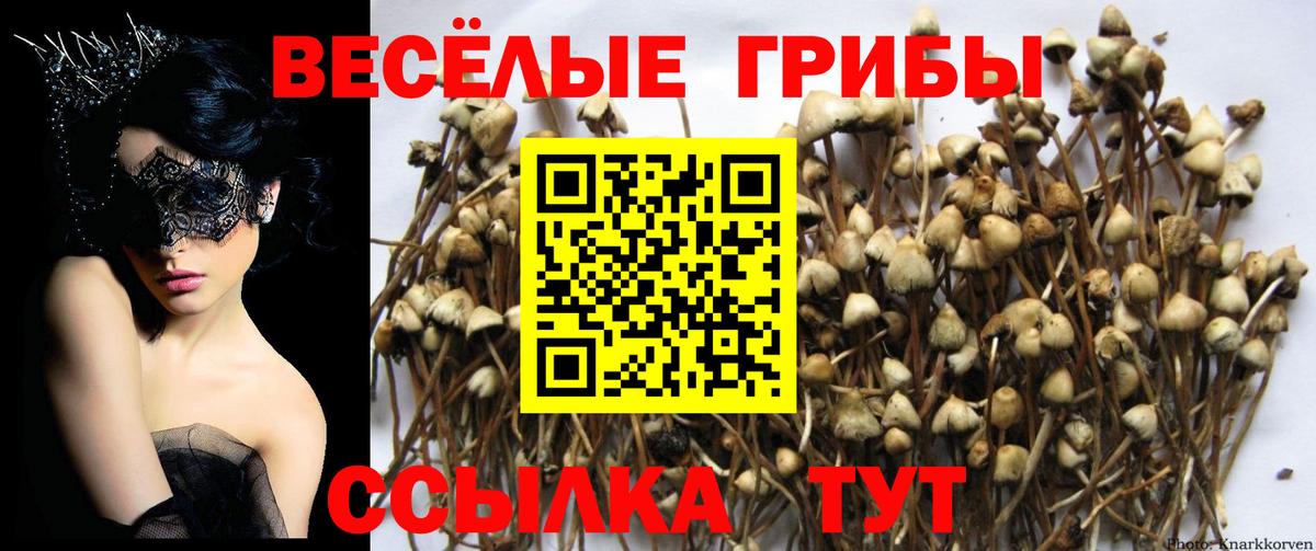 Галлюциногенные грибы GOLDEN TEACHER  Вход с VPN  Ковров 